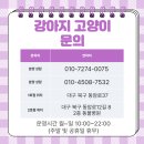 도그플러스 동물병원 | 칠곡강아지건강검진 제대로 받는 법｜미유펫대구점 연계 도그플러스동물병원 후기