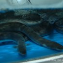 목동장어타운 이미지