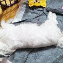 박여진애견미용실 이미지