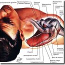 Rotator Cuff 이미지