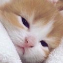 안*섭 Daum카페