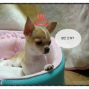 오드리 애견미용실 이미지