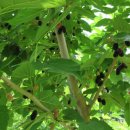 뽕나무의 효능 및 부작용 이미지