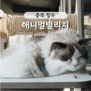 인형의 거리(뱀) | 청주 수암골 가족여행, 실내동물원 &#39;애니멀빌리지&#39; 아기동물 체험 후기
