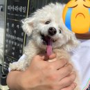 도그스푼 이미지