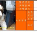 [대전 대덕구청] 고양이. 말티 믹스견?? . 시츄 (2007-7-31 까지) 이미지