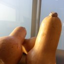 금강땅콩 이미지