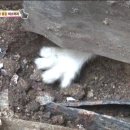 거안농장