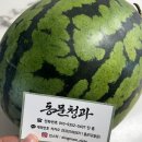 다이닝원 제천점 | 제천 동문다이닝 수박 무료배달 이용 후기! 무거운 수박도 집 앞까지, 맛과 서비스 모두 만족