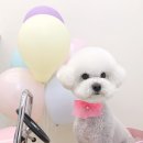 펫뷰티샵 페이보릿 이미지