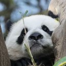 오복김밥 이미지