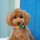 엣지있개 이미지