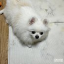 솔리스텔라 | 대전 은행동 대흥동 애견미용 반려견미용 < 솔리스텔라 >