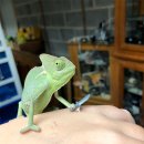 앨리커피