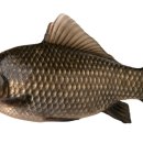 가곡낚시터 이미지