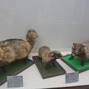 덕소자연사박물관 이미지