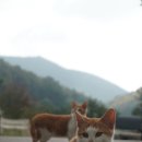 상주힐링별장 이미지