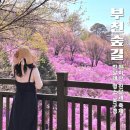 동산 | 부천 원미산 진달래 동산 실시간 후기 축제 이후에도 볼만한 이유