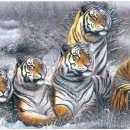 호랑이형제 이미지
