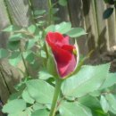 노래에빠진사람들 이미지