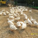 금계농원 이미지