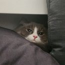 차지우동물병원 | [ 강서구 동물병원 ] 강서구에 있는 동물병원 추천 리스트