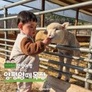 양평 양떼목장 아이와 가볼만한 곳 솔직후기