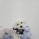 섬댕 강아지 미용실 이미지