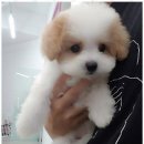 보니더펫 이미지