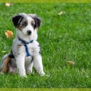 라비동물병원 이미지