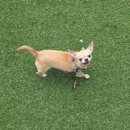 두바이애견풀빌라2 이미지