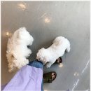 전주강아지분양 미니퍼피 가정견사 직영 | 전주 미니퍼피 강아지분양 가정견사 전주직영점 솔직 후기