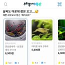새우일 산소 | 체리새우 생이새우 네온테트라 키우기 (우리동네수족관 구매 후기)