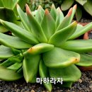 마하라자 Daum카페