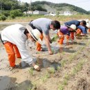 문광초등학교 병설유치원 | 괴산군농민회, 우리 쌀 경작 체험행사 실시