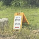 캣인큐브 | 청주 유기묘카페 고양이가 정말 많은 캣인큐브