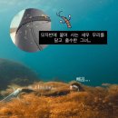 조아태권도 | 울릉도 프리다이빙 투어 후기, 울릉도 다이빙 포인트[데이다이브]