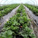 성혁농장 이미지