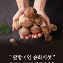 송화 이미지