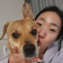 빅 하우스 | 강아지집 추천 :: 실내 중대형견 강아지 켄넬 레드퍼피 와우 빅 하우스