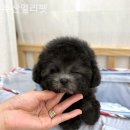 부산강아지분양 앨리펫 이미지