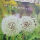 님마을민들레