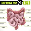 대장이 깨끗하면 질병이 호전된다 이미지