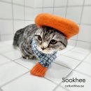 고양이 목욕탕 이미지