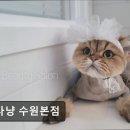 잔다냥 | (수원, 강아지, 고양이, 애견미용, 추천!) 잔다냥 수원본점 수원 잔다냥, 건강한 미용