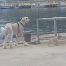 울진 바다목장 리조트 네이버블로그