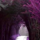 대인시장 이미지