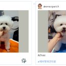 에버펫 동물병원 이미지