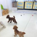 굿댕스쿨 | 부천애견훈련 부천애견유치원 굿댕스쿨 일일체험 후기