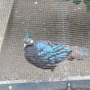 구안농장 | [공지] 우에노동물원 후기 1 (2018년 6월 21일)